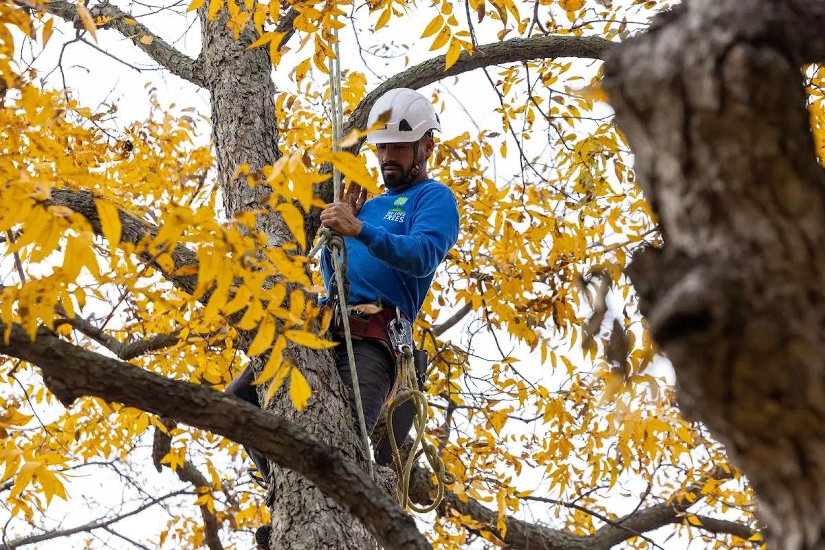 Skilled Tree Transplanting crew working in Monroe